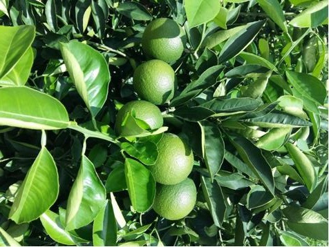 “褚橙”太陽(yáng)谷基地冰糖橙使用了格林凱爾萊瑞肥